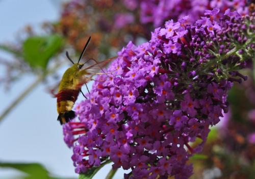 Hemaris fuciformis